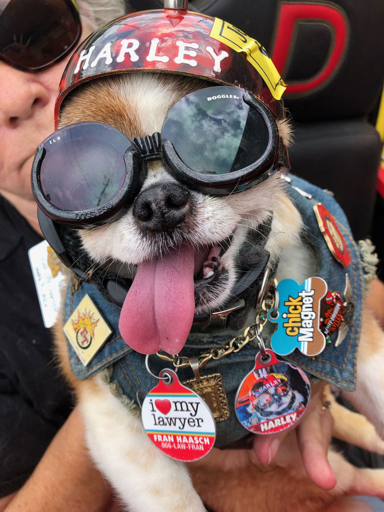 Harley
